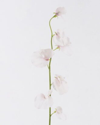 Artificial Flower 10*5*65cm The Pea Blossom single stem GS-53626002-P1 2026Oct 3,000+ sqm showroom with thousands of artificial flowers, plants & trees ready for global sourcing. Artificial Flower 10*5*65cm The Pea Blossom single stem GS-53626002-P1 2026Oct 3,000+ sqm showroom with thousands of artificial flowers, plants & trees ready for global sourcing.