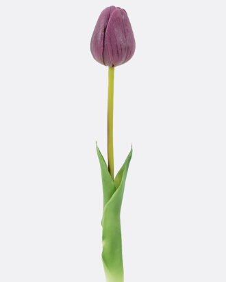 Artificial Flower 8*3*46cm Tulip single stem GS-24526002-Z1 2026Oct 3,000+ sqm showroom with thousands of artificial flowers, plants & trees ready for global sourcing. Artificial Flower 8*3*46cm Tulip single stem GS-24526002-Z1 2026Oct 3,000+ sqm showroom with thousands of artificial flowers, plants & trees ready for global sourcing.