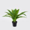 Artificial Plant Asplenium nidus in PP pot GS-03325038RP-G1_7 Artificial Plant 58*58*40cm Asplenium nidus in PP pot GS-03325038RP-G1 2026SEP 3,000+ sqm showroom with thousands of artificial flowers, plants & trees ready for global sourcing.