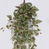 Artificial Plant Leaf 12 hanging GS-42926011_2 Artificial Plant 33*30*100cm Leaf *12 hanging GS-42926011 2026Oct 3,000+ sqm showroom with thousands of artificial flowers, plants & trees ready for global sourcing.