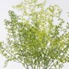 Artificial Plant Leaf 5 bush GS-07226009_1 Artificial Plant 20*8*62cm Leaf *5 bush GS-07226009 2026SEP 3,000+ sqm showroom with thousands of artificial flowers, plants & trees ready for global sourcing.