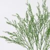 Artificial Plant Leaf 5 bush GS-07226012-G2_1 Artificial Plant 20*4*55cm Leaf *5 bush GS-07226012-G2 2026SEP 3,000+ sqm showroom with thousands of artificial flowers, plants & trees ready for global sourcing.