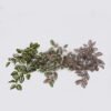 Artificial Plant Leaf hanging 94 lvs GS-42926005_1 Artificial Plant 29*20*50cm Leaf hanging/94 lvs GS-42926005 2026Oct 3,000+ sqm showroom with thousands of artificial flowers, plants & trees ready for global sourcing.