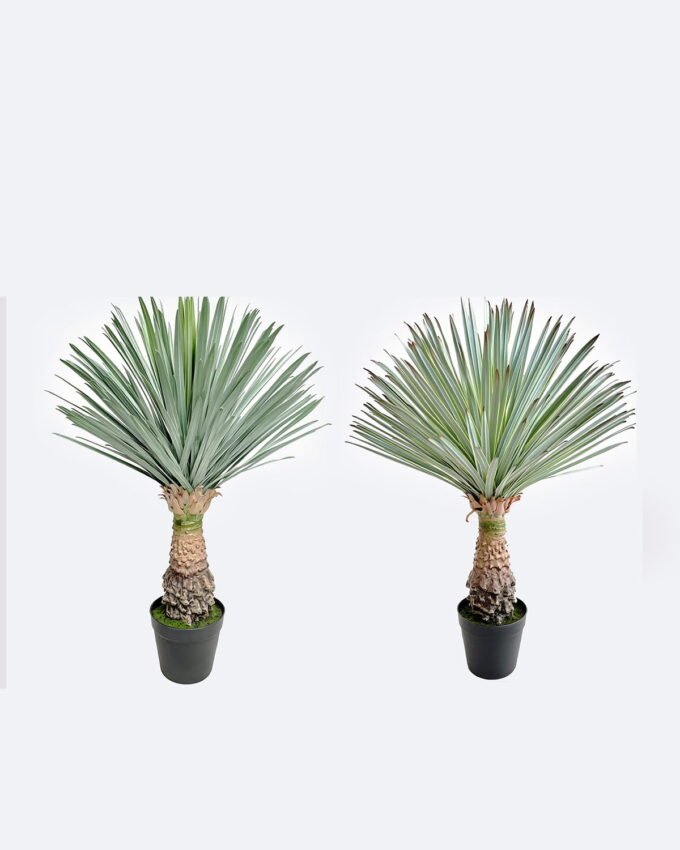 Artificial Plant 55*55*75cm Scarecrow in PP pot/156 lvs GS-41926023-G2 2026Oct 3,000+ sqm showroom with thousands of artificial flowers, plants & trees ready for global sourcing.