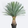 Artificial Plant 65*65*83cm Scarecrow in PP pot/156 lvs GS-41926024-G1 2026Oct 3,000+ sqm showroom with thousands of artificial flowers, plants & trees ready for global sourcing.