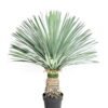 Artificial Plant 75*75*96cm Scarecrow in PP pot/156 lvs GS-41926025-G1 2026Oct 3,000+ sqm showroom with thousands of artificial flowers, plants & trees ready for global sourcing.
