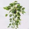 Artificial Plant Scindapsus in pp pot 81 LVS GS-29824057R-G2_2 Artificial Plant 48*48*82cm Scindapsus in pp pot/81 LVS GS-29824057R-G2 2026Oct 3,000+ sqm showroom with thousands of artificial flowers, plants & trees ready for global sourcing.