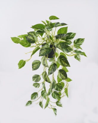 Artificial Plant 48*48*82cm Scindapsus in pp pot/81 LVS GS-29824057R-G2 2026Oct 3,000+ sqm showroom with thousands of artificial flowers, plants & trees ready for global sourcing. Artificial Plant 48*48*82cm Scindapsus in pp pot/81 LVS GS-29824057R-G2 2026Oct 3,000+ sqm showroom with thousands of artificial flowers, plants & trees ready for global sourcing.