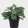 Artificial Table Plants Leaf in PP pot 38 lvs GS-30426069_4 Artificial Table Plants 18*18*16cm Leaf in PP pot/38 lvs GS-30426069 2026Oct 3,000+ sqm showroom with thousands of artificial flowers, plants & trees ready for global sourcing.