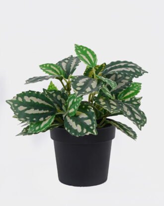 Artificial Table Plants 18*18*16cm Leaf in PP pot/38 lvs GS-30426069 2026Oct 3,000+ sqm showroom with thousands of artificial flowers, plants & trees ready for global sourcing. Artificial Table Plants 18*18*16cm Leaf in PP pot/38 lvs GS-30426069 2026Oct 3,000+ sqm showroom with thousands of artificial flowers, plants & trees ready for global sourcing.