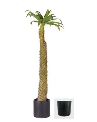 Artificial Tree 175cm Euphorbia royleana Boiss in PP pot GS-58426009 2026Oct 3,000+ sqm showroom with thousands of artificial flowers, plants & trees ready for global sourcing. Artificial Tree 175cm Euphorbia royleana Boiss in PP pot GS-58426009 2026Oct 3,000+ sqm showroom with thousands of artificial flowers, plants & trees ready for global sourcing.