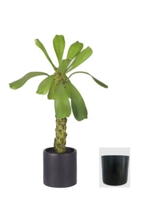 Artificial Tree 40cm Euphorbia royleana Boiss in PP pot GS-58426004 2026Oct 3,000+ sqm showroom with thousands of artificial flowers, plants & trees ready for global sourcing. Artificial Tree 40cm Euphorbia royleana Boiss in PP pot GS-58426004 2026Oct 3,000+ sqm showroom with thousands of artificial flowers, plants & trees ready for global sourcing.