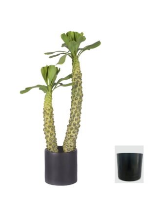Artificial Tree 50cm Euphorbia royleana Boiss *2 in PP pot GS-58426002 2026Oct 3,000+ sqm showroom with thousands of artificial flowers, plants & trees ready for global sourcing. Artificial Tree 50cm Euphorbia royleana Boiss *2 in PP pot GS-58426002 2026Oct 3,000+ sqm showroom with thousands of artificial flowers, plants & trees ready for global sourcing.