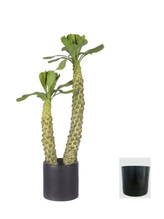 Artificial Tree 45cm Euphorbia royleana Boiss *3 in PP pot GS-58426003 2026Oct 3,000+ sqm showroom with thousands of artificial flowers, plants & trees ready for global sourcing.