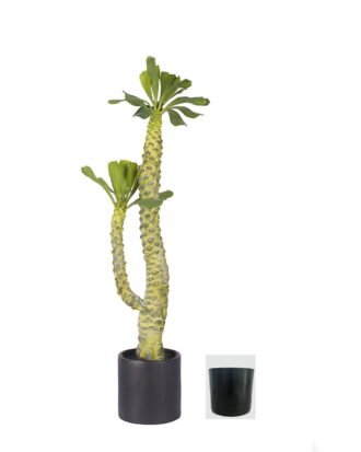 Artificial Tree 80cm Euphorbia royleana Boiss *2 in PP pot GS-58426007 2026Oct 3,000+ sqm showroom with thousands of artificial flowers, plants & trees ready for global sourcing. Artificial Tree 80cm Euphorbia royleana Boiss *2 in PP pot GS-58426007 2026Oct 3,000+ sqm showroom with thousands of artificial flowers, plants & trees ready for global sourcing.