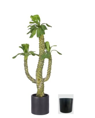 Artificial Tree 80cm Euphorbia royleana Boiss *3 in PP pot GS-58426006 2026Oct 3,000+ sqm showroom with thousands of artificial flowers, plants & trees ready for global sourcing. Artificial Tree 80cm Euphorbia royleana Boiss *3 in PP pot GS-58426006 2026Oct 3,000+ sqm showroom with thousands of artificial flowers, plants & trees ready for global sourcing.