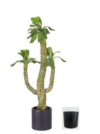 Artificial Tree 80cm Euphorbia royleana Boiss *2 in PP pot GS-58426007 2026Oct 3,000+ sqm showroom with thousands of artificial flowers, plants & trees ready for global sourcing.