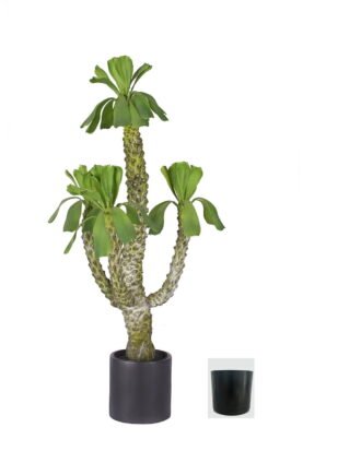 Artificial Tree 80cm Euphorbia royleana Boiss *4 in PP pot GS-58426005 2026Oct 3,000+ sqm showroom with thousands of artificial flowers, plants & trees ready for global sourcing. Artificial Tree 80cm Euphorbia royleana Boiss *4 in PP pot GS-58426005 2026Oct 3,000+ sqm showroom with thousands of artificial flowers, plants & trees ready for global sourcing.