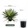 Artificial succulent Sisal in PP pot GS-58426015 Artificial succulent 50*45cm Sisal in PP pot GS-58426015 2026Oct 3,000+ sqm showroom with thousands of artificial flowers, plants & trees ready for global sourcing.