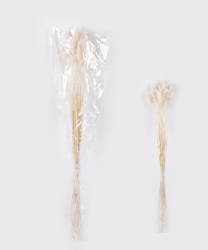 Dried Flowers 75cm Lagurus ovatus 25g Bag GS-56624050-W1_1 Dried Flowers 75cm Lagurus ovatus 25g/Bag GS-56624050-W1 2026Oct 3,000+ sqm showroom with thousands of artificial flowers, plants & trees ready for global sourcing.