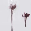 Dried Flowers Grass,8pc/bag(REMARK :  standard : pcs not weight) GS-56619051-K1 2026Oct 3,000+ sqm showroom with thousands of artificial flowers, plants & trees ready for global sourcing.